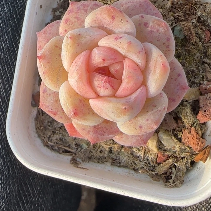 小卡拉米糖心一物一拍