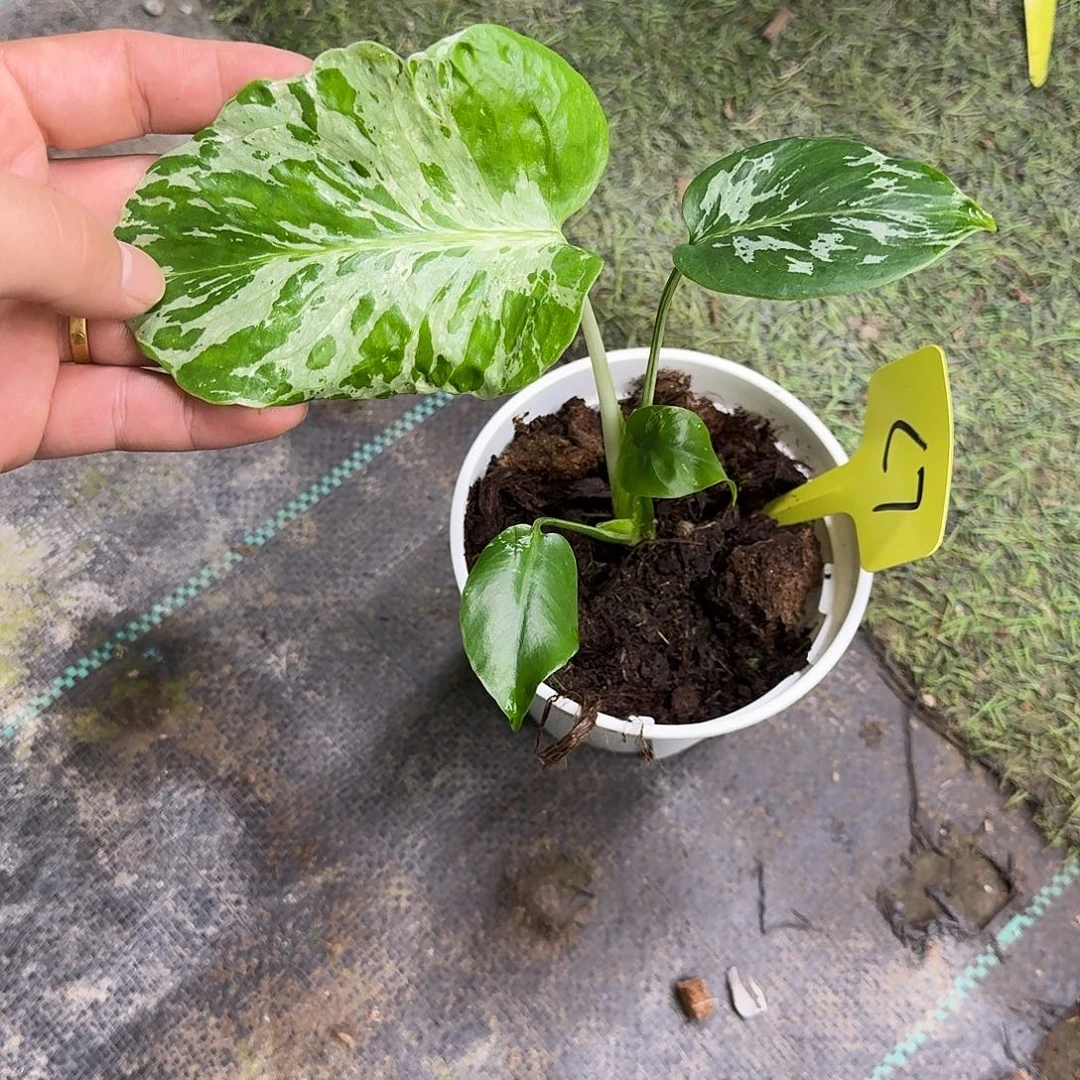 R***Q无花朵妙蛙苗C7尝鲜