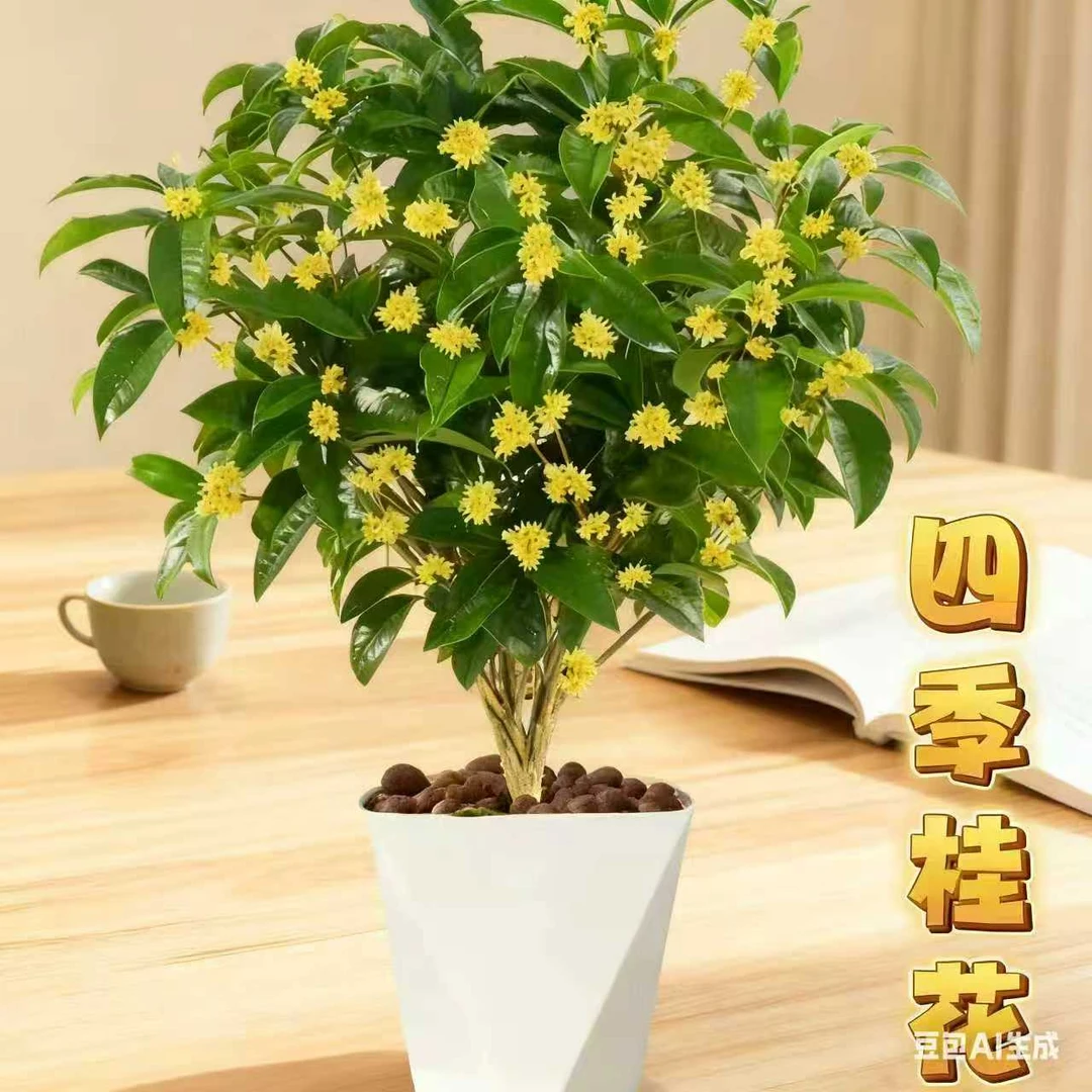浓香型四季桂花盆栽花卉耐寒好养适合庭院阳台种植
