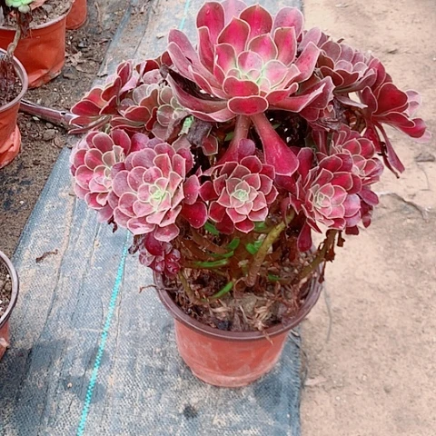花纳多肉植物法师3号