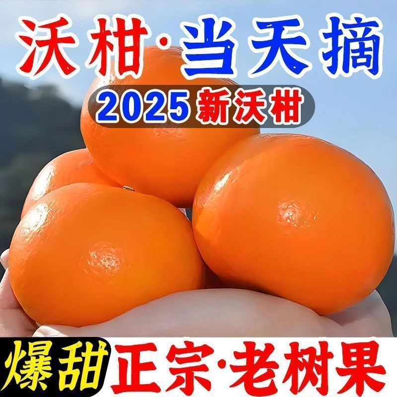 正宗广西武鸣沃柑新鲜应季水果产地直发现摘现发坏果包赔