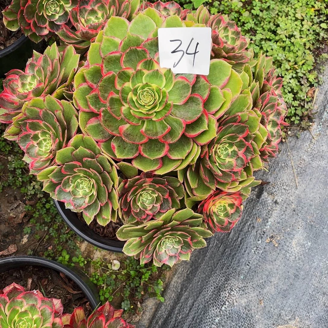 多肉法师34号粉花妖发货不包损