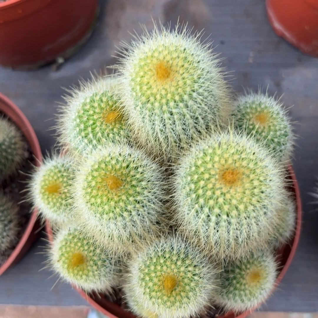 金丝猴随机一颗。