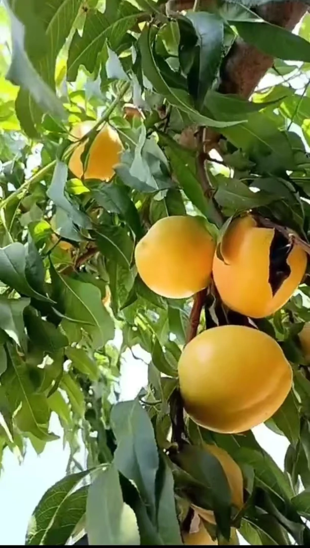 台头黄油桃，现摘现发