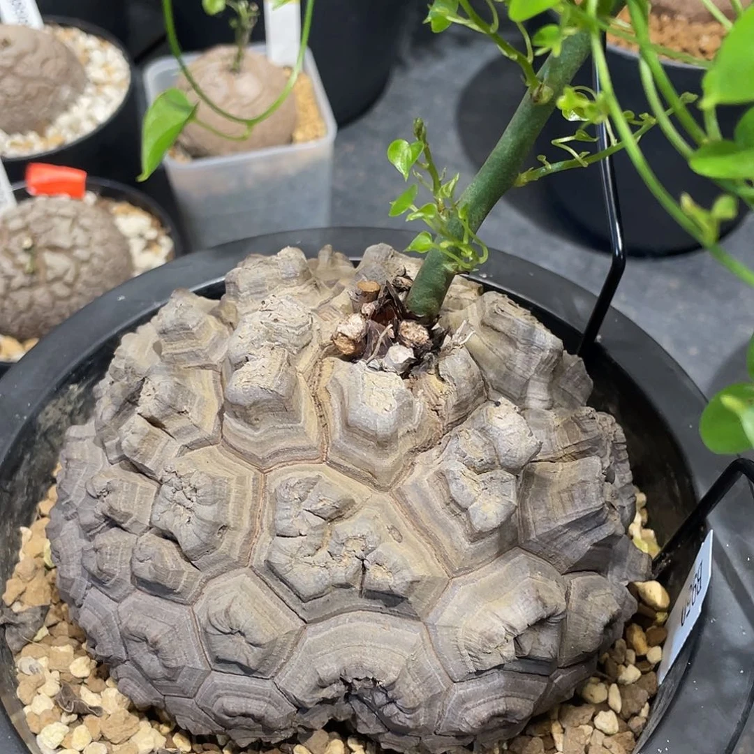 950日系剑甲龟甲龙