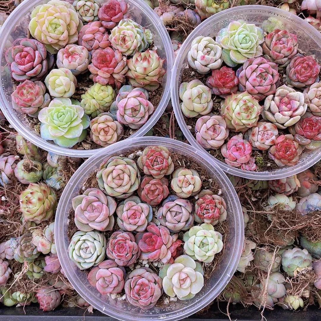 03号量000000000000000