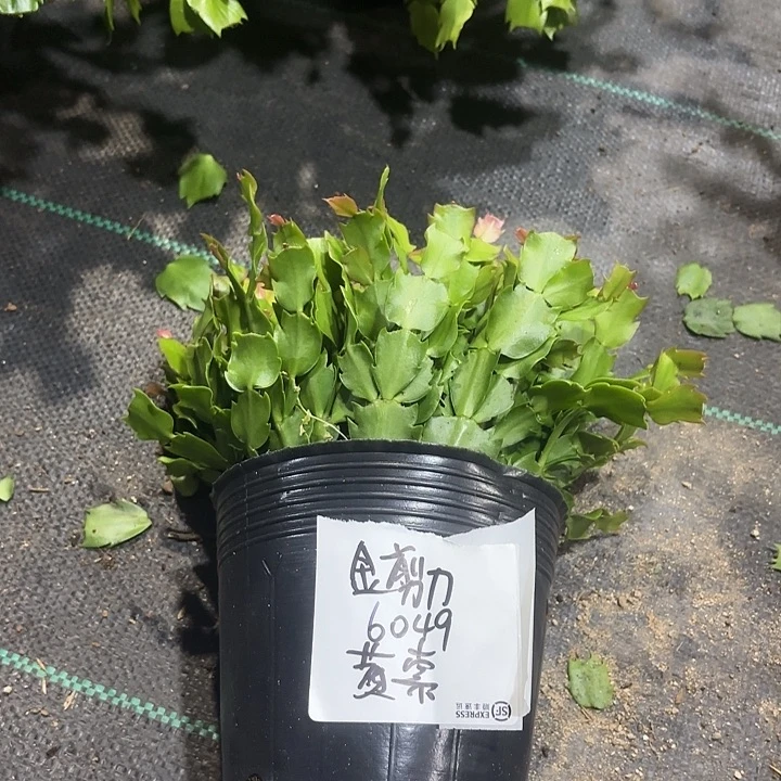 当前无花栽培后可以开花