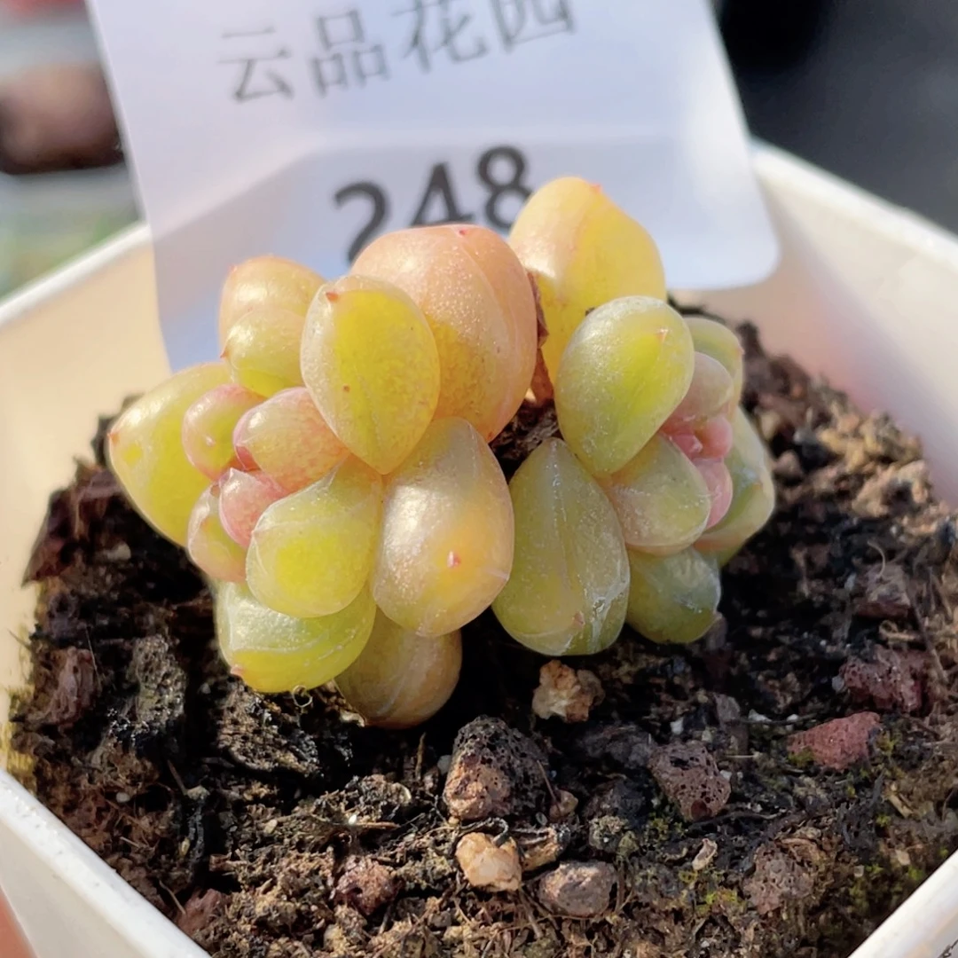 小***仔248号糖心冰心珍妮