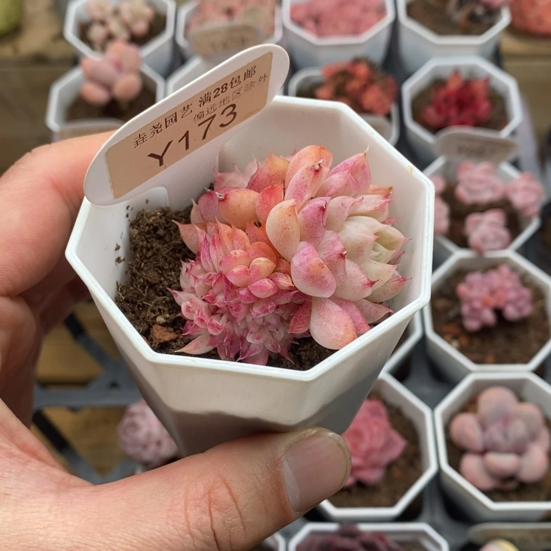 y173 桃熏缀化 5cm