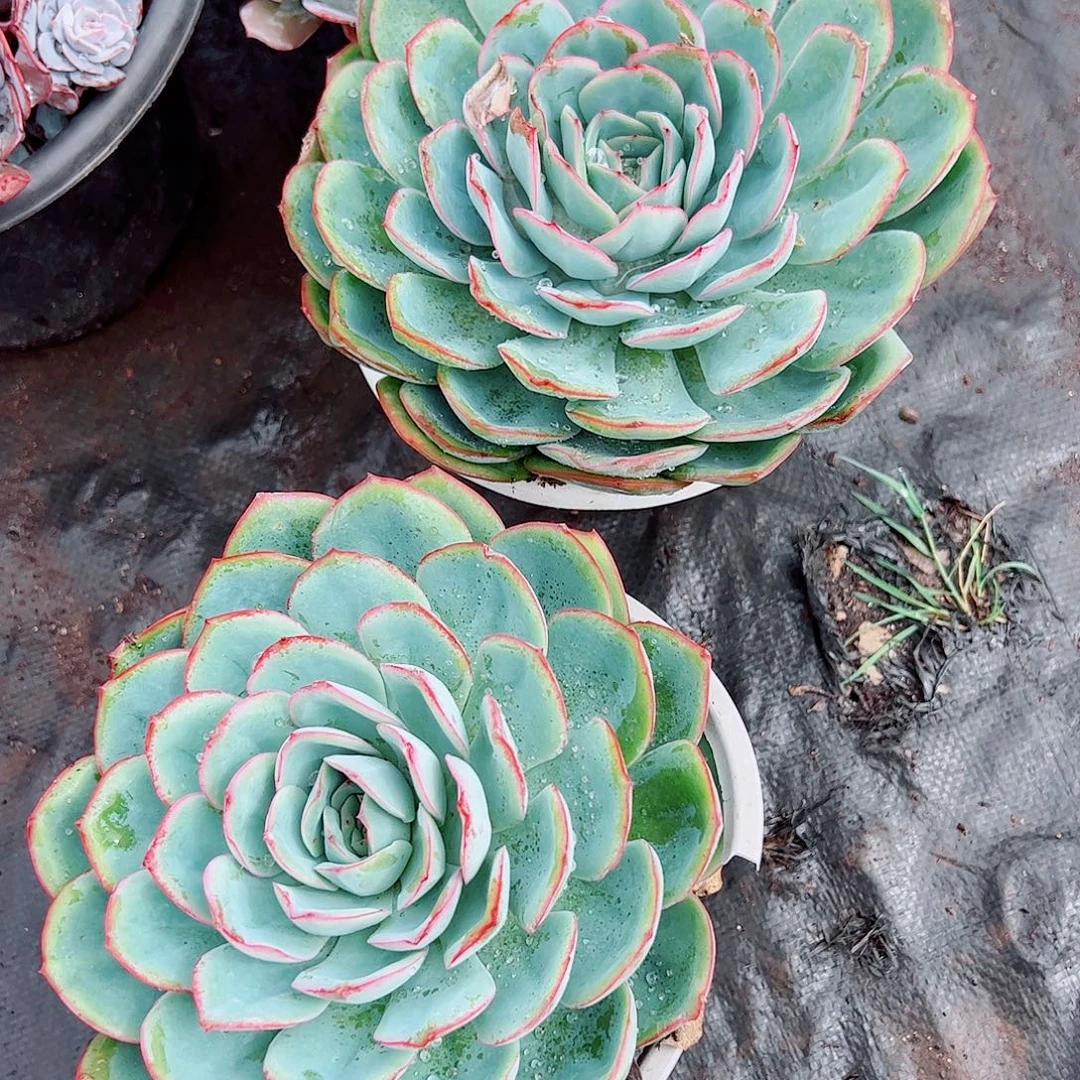 晨露大单头精品特价二盆