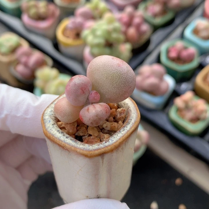 黄油煎 1+1 一点木质