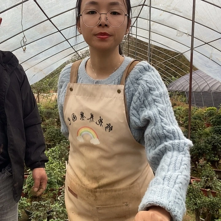 完全开放四季小玫瑰杜鹃花