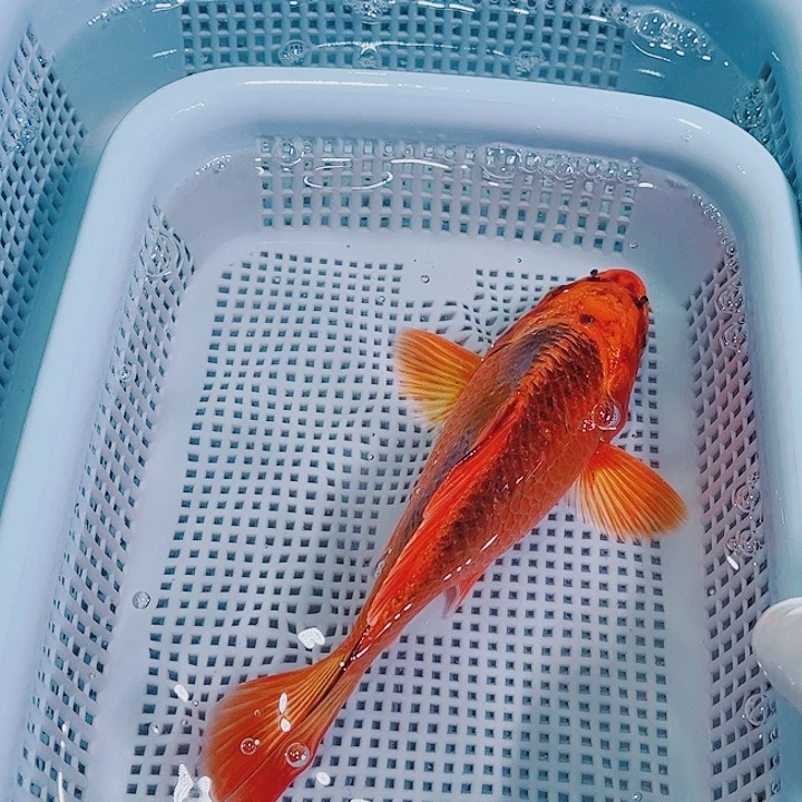 锦鲤锦鲤冷水观赏125