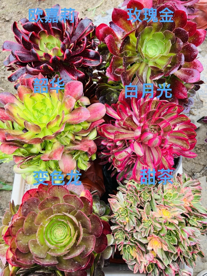 四月精品爆款 6颗法师套餐组合好养懒人多肉植物叶展15厘米