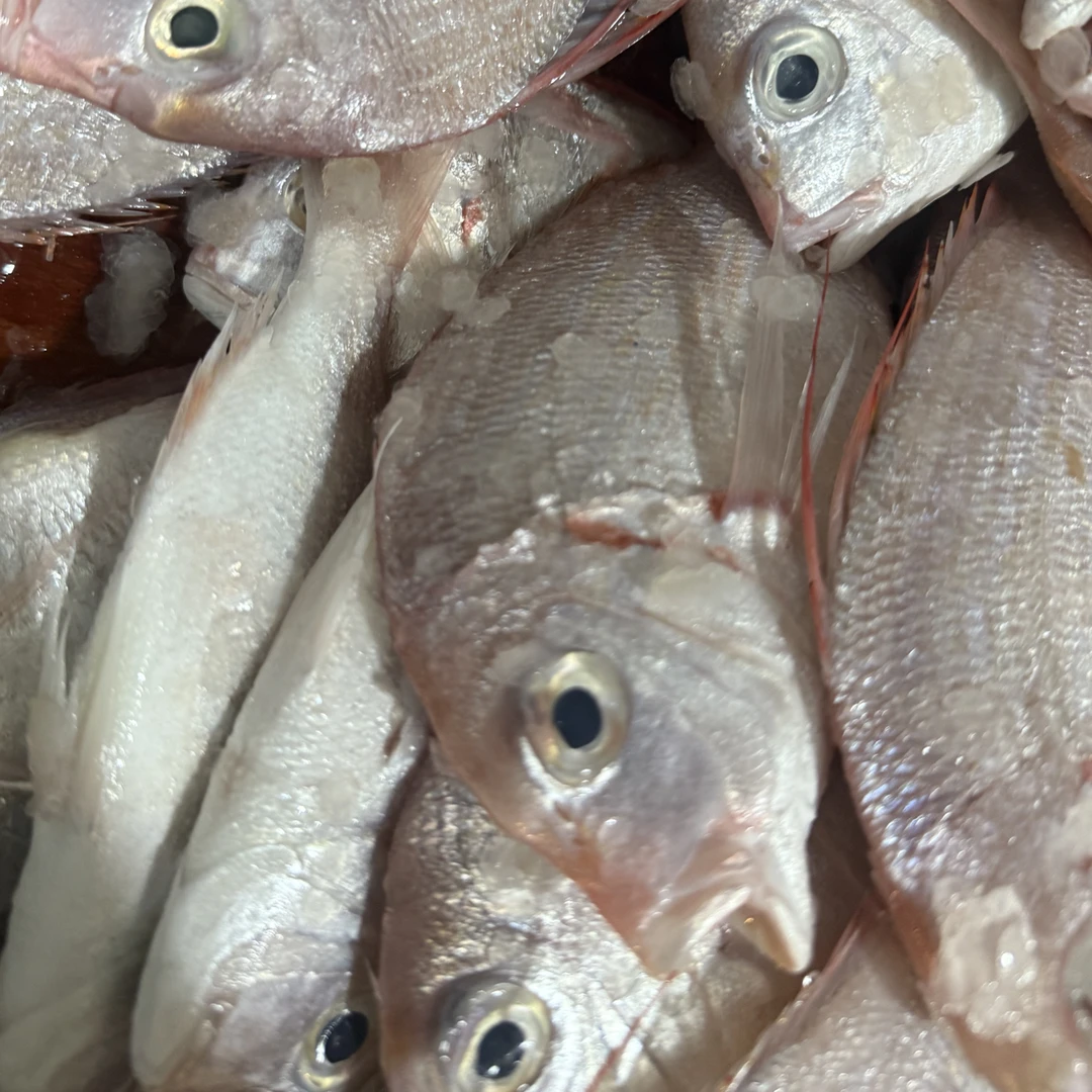 乌石天然网仔红拉鱼下南鱼3-5斤装