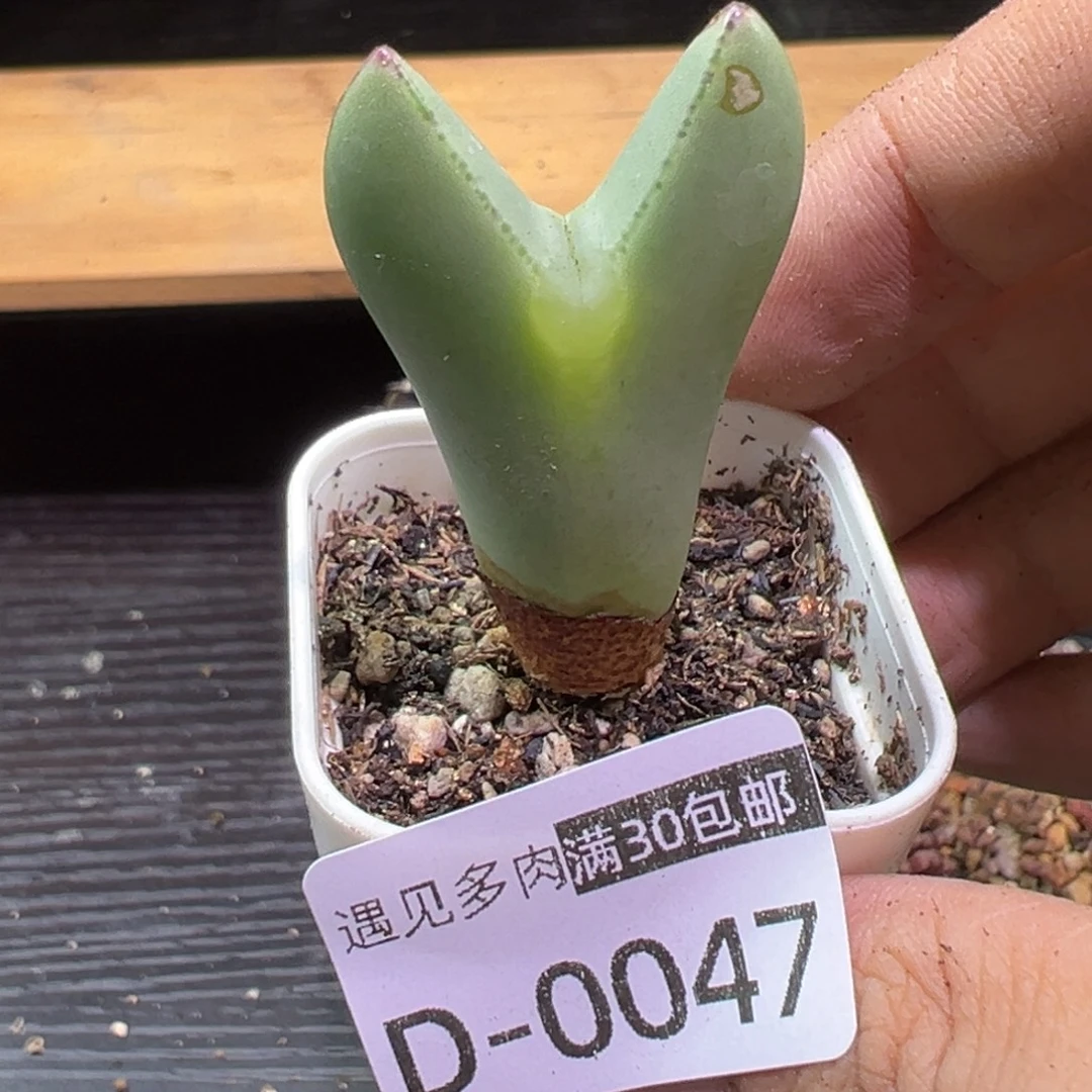 多肉植物1111111111111