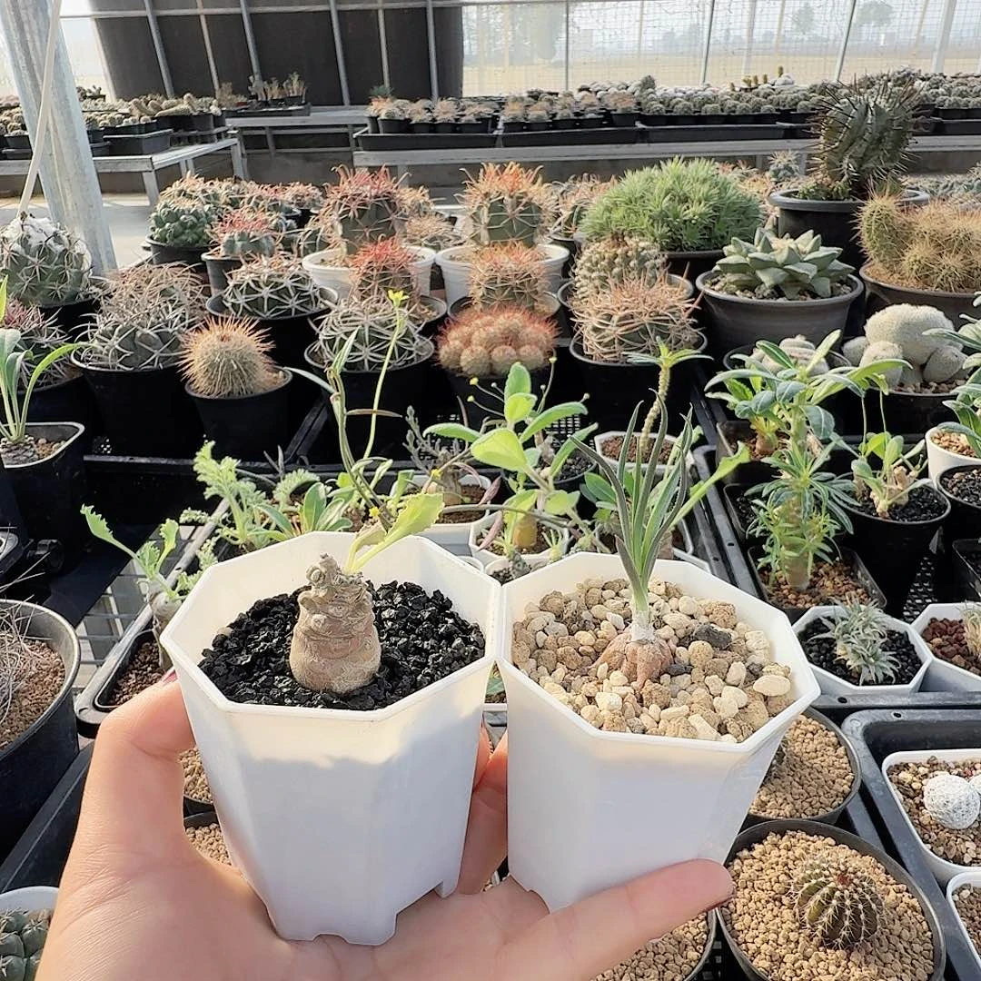 蛮鬼塔块根寿两颗一起