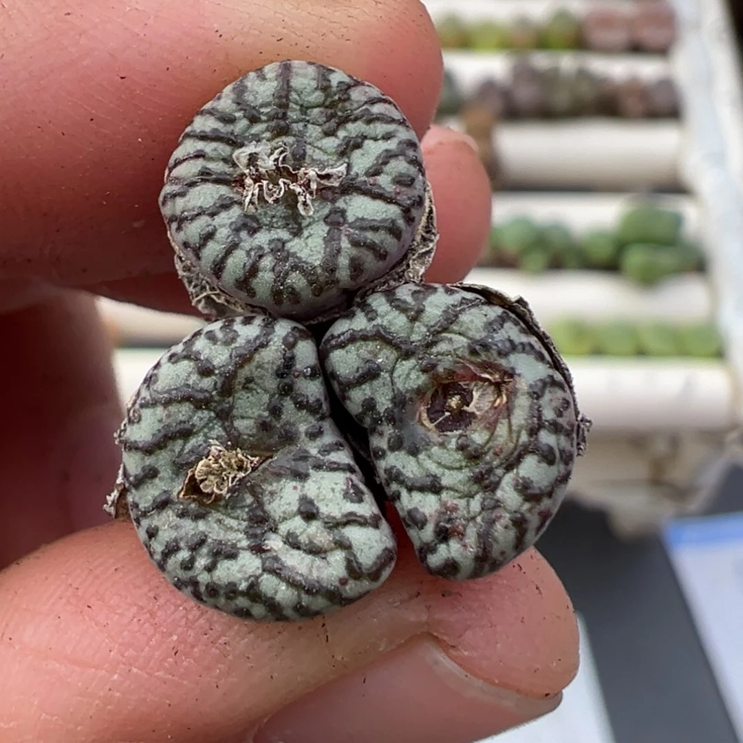 1.4好看的多肉脱土发货290