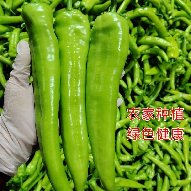 广西新鲜薄皮青尖椒现摘现发农家自种蔬菜微辣可生吃当季青尖椒