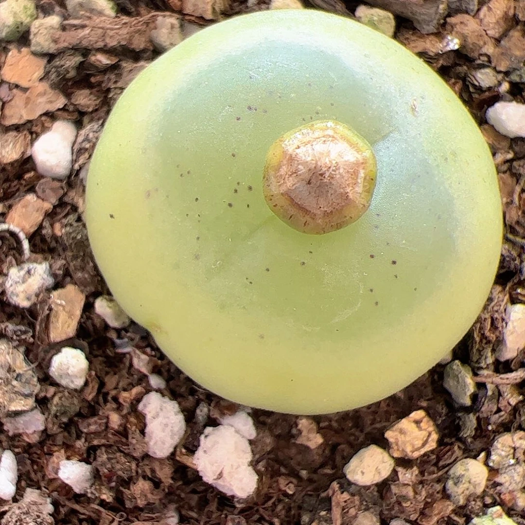 【闪购商品】166 拉登2.3cm