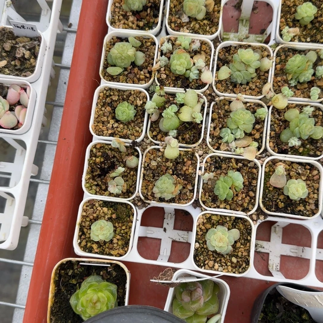 清歌芝麻3床一个满25包邮