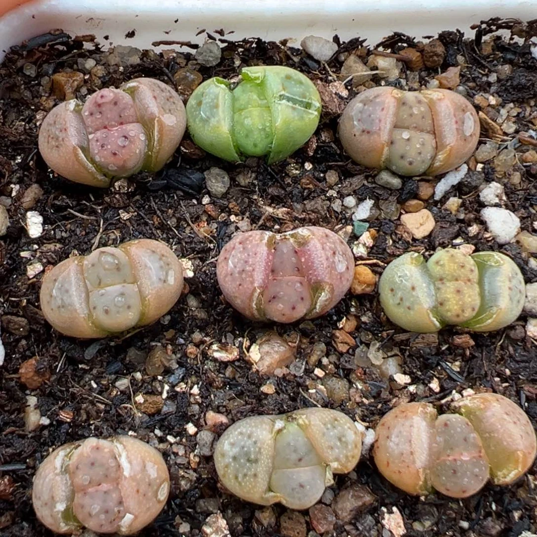 2.4好看的多肉480