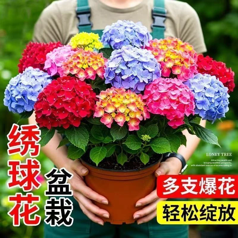 绣球花苗 无尽夏 四季开花 盆栽地栽    好养易活