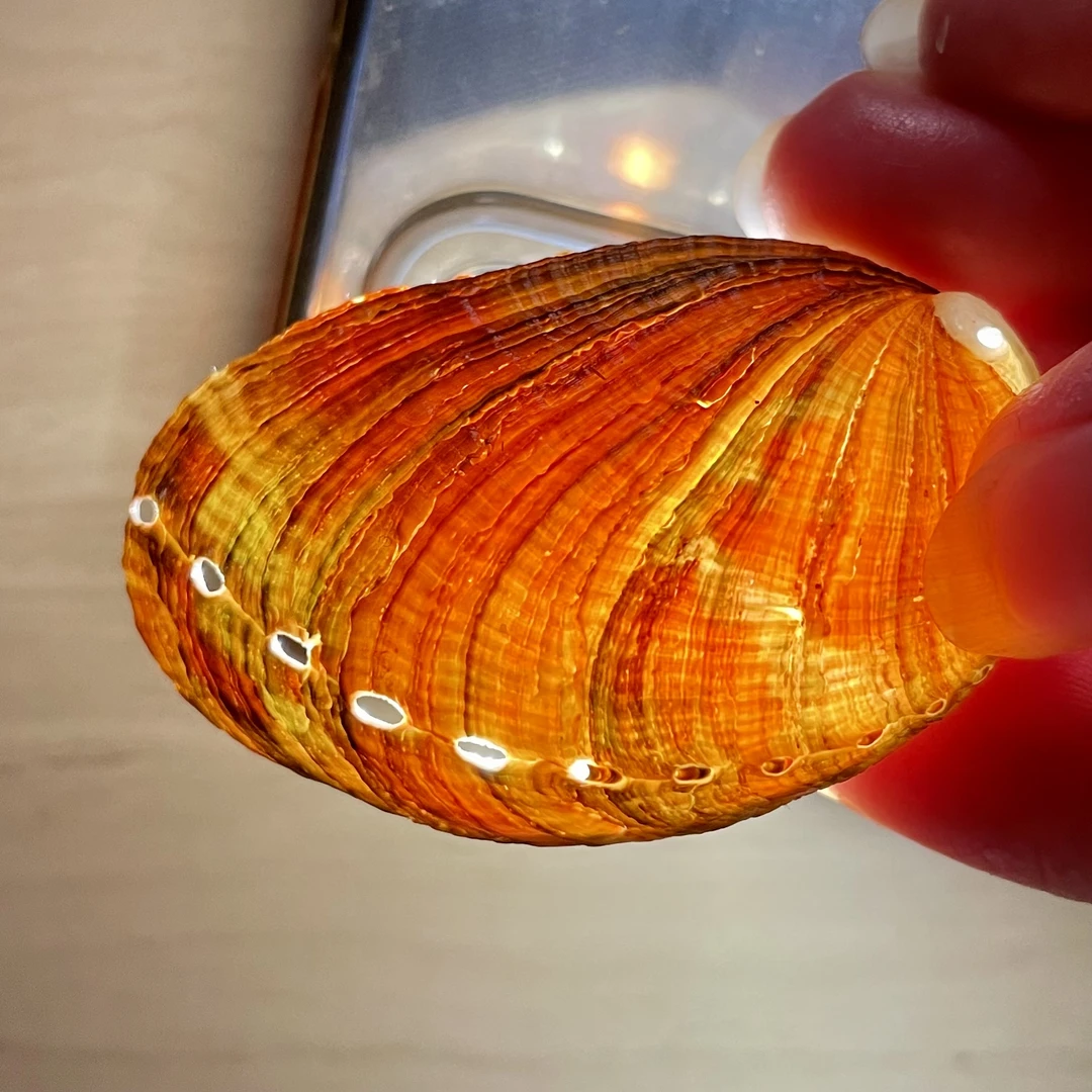 海螺滩-天然海螺贝壳手工DIY标本收藏家居饰品摆件礼品摄影道具