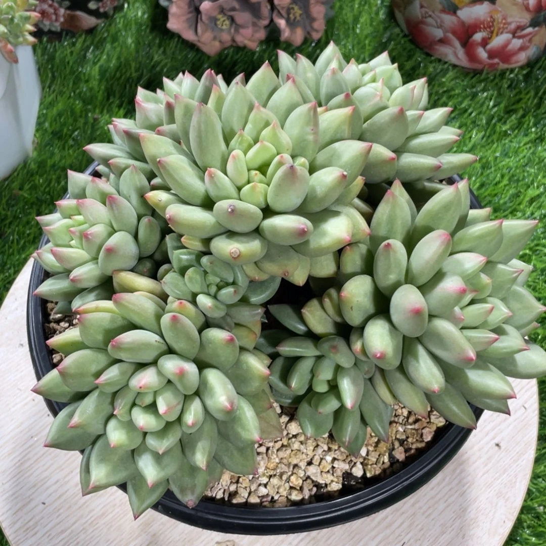 吨***吨综合多肉链接米其