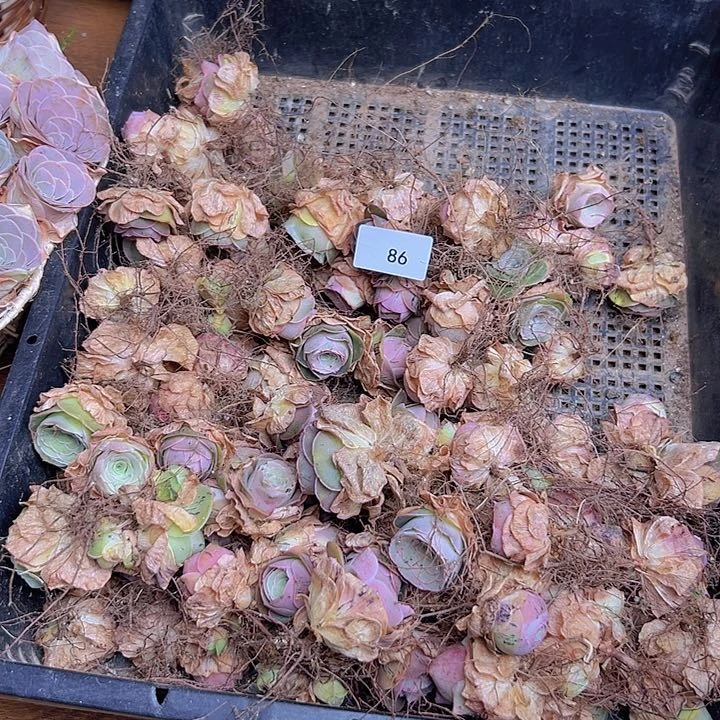 多**光山地玫瑰多肉植物一筐110颗86