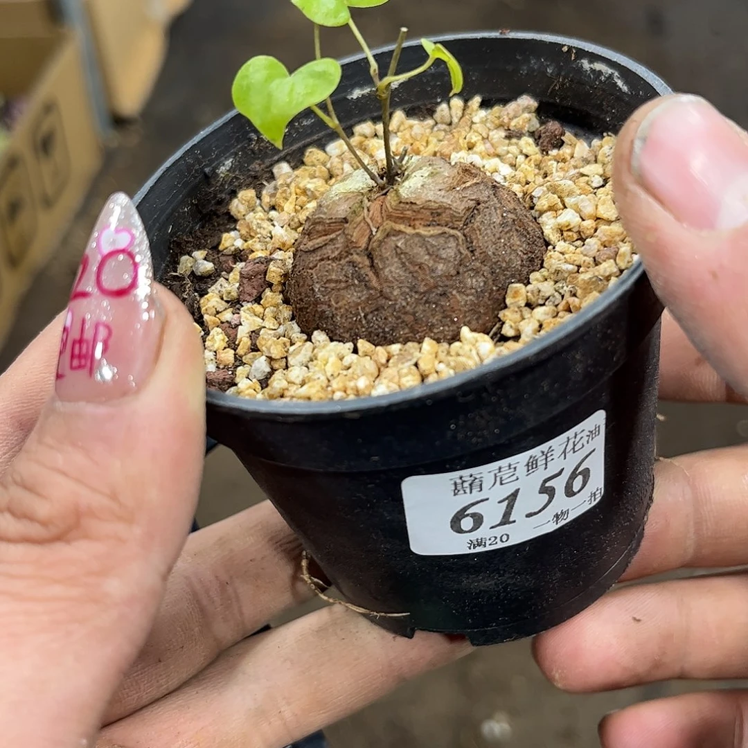 入***河6156一物一拍单头发货