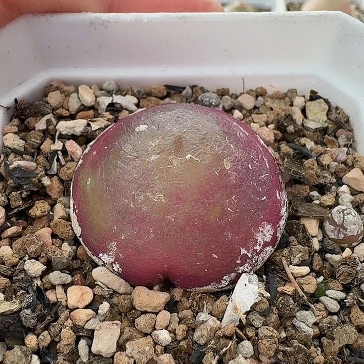 老马生石花3公分灯泡1409