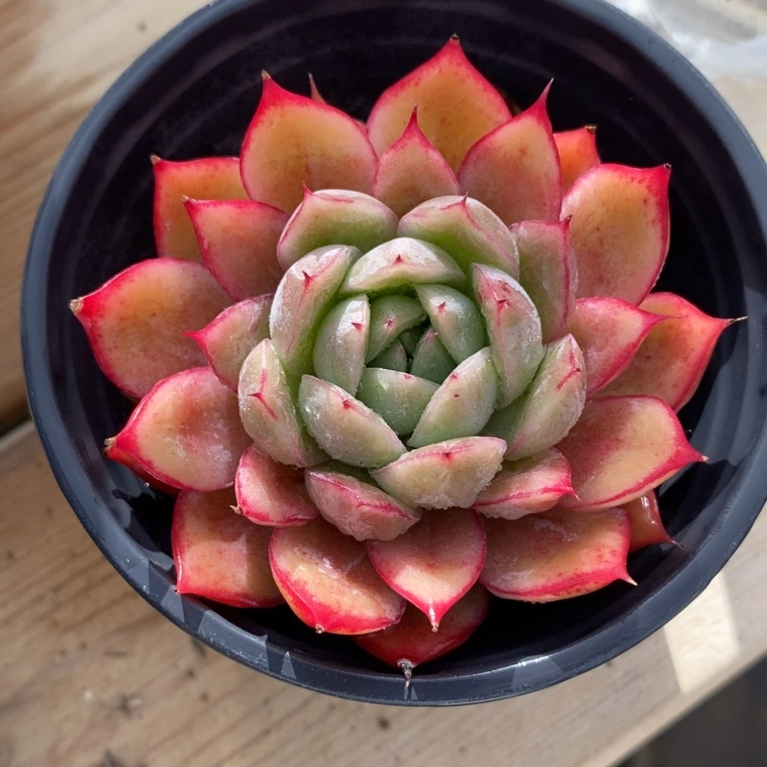 自助下单一物一拍多肉，下滑更多品种选择