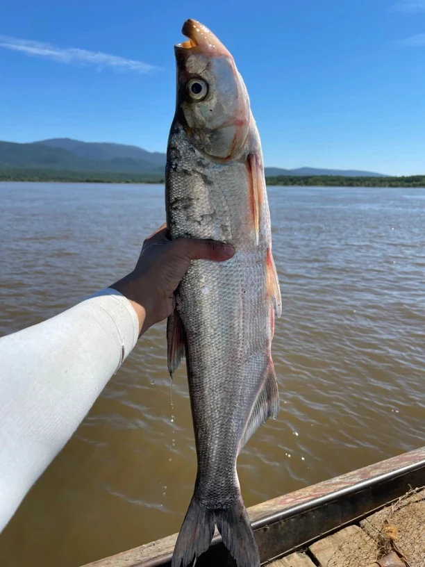 （顺丰包邮）抚远乌苏里江野生大白鱼翘嘴单条3斤以上到手两条7-8斤