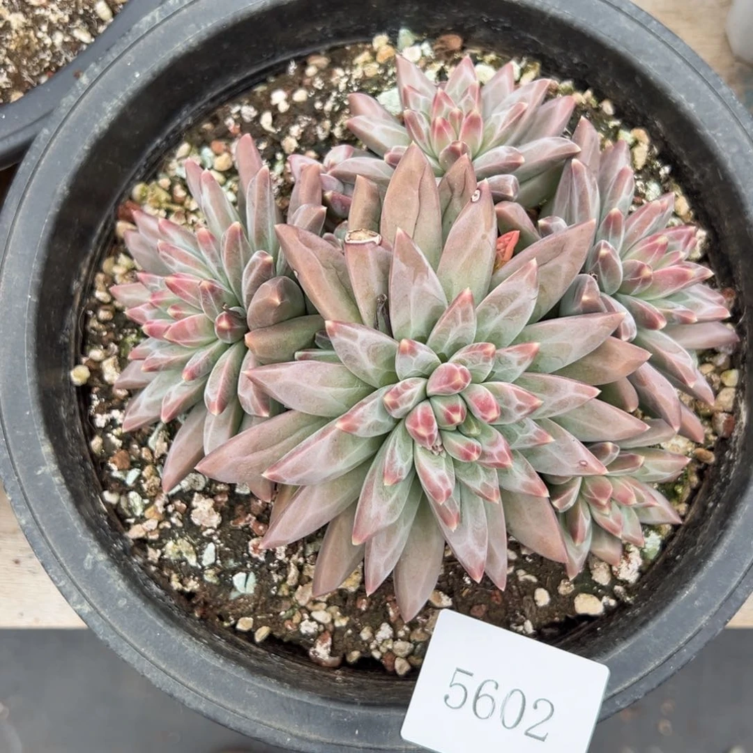 芙*5602不包整肉肉肉肉肉肉