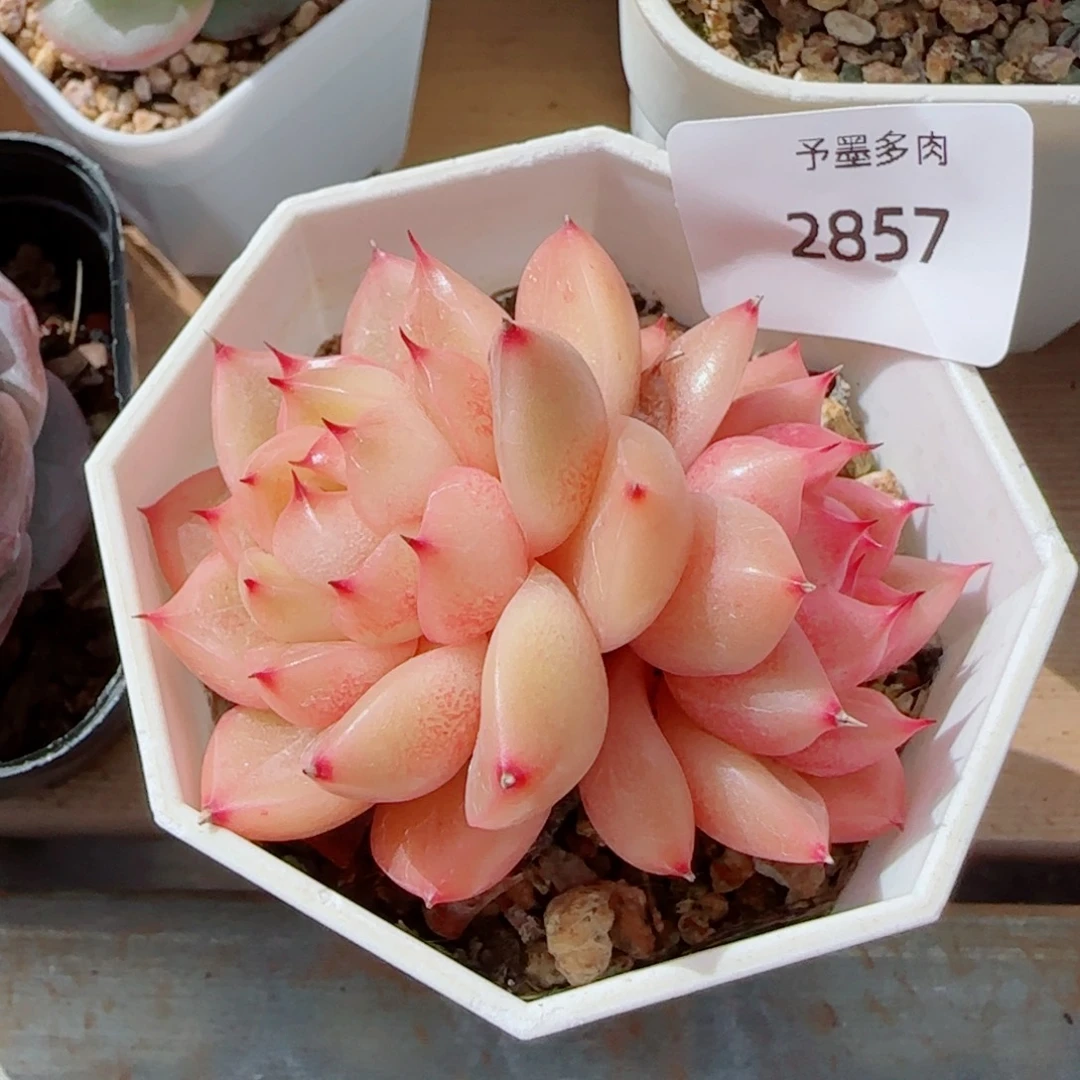 孤品珍妮，2857多肉植物