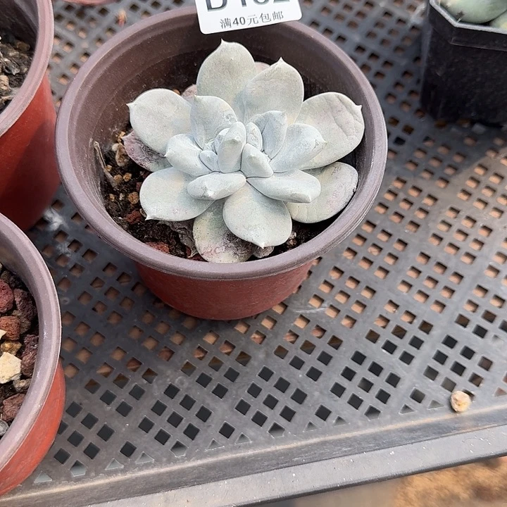 偏*牡丹苹果叶仙女杯