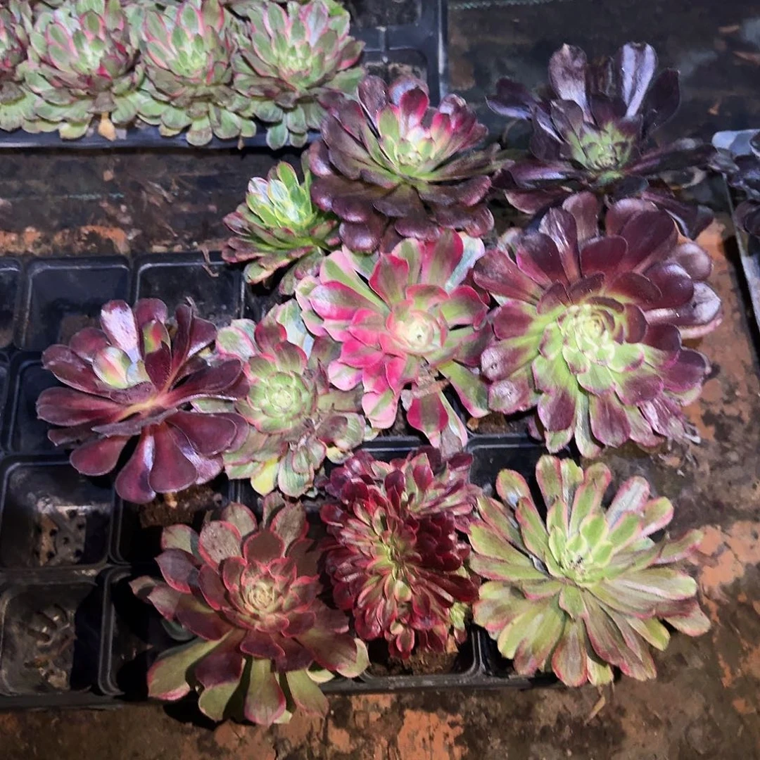 多肉植物组合10颗623