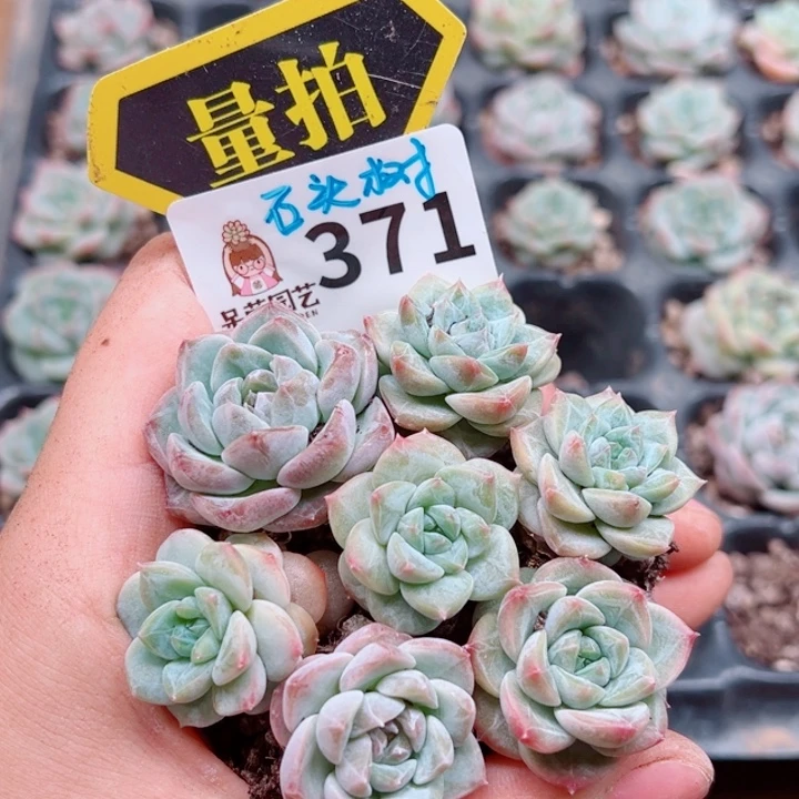 多肉植物多肉植物