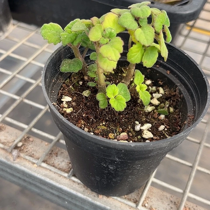 我也不知道我为什么要这样