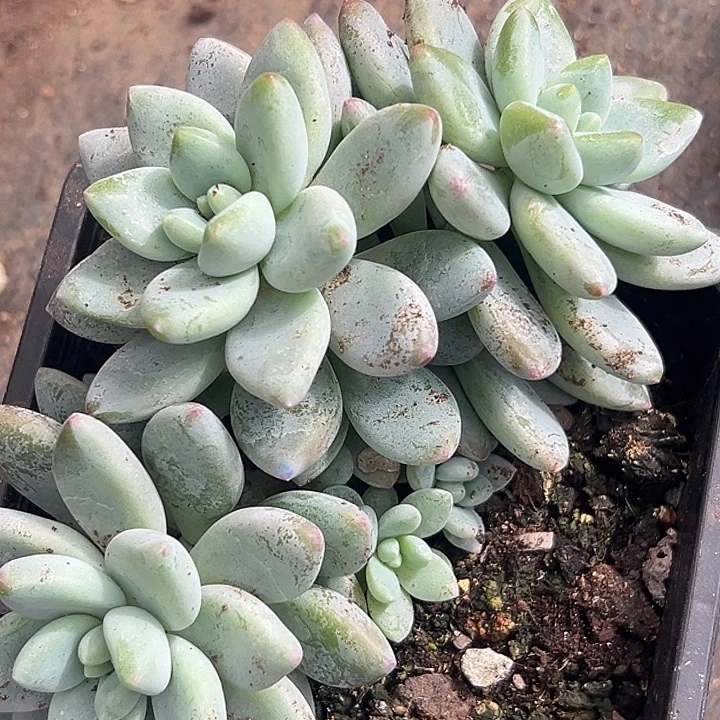 美人杂交特价一物一拍