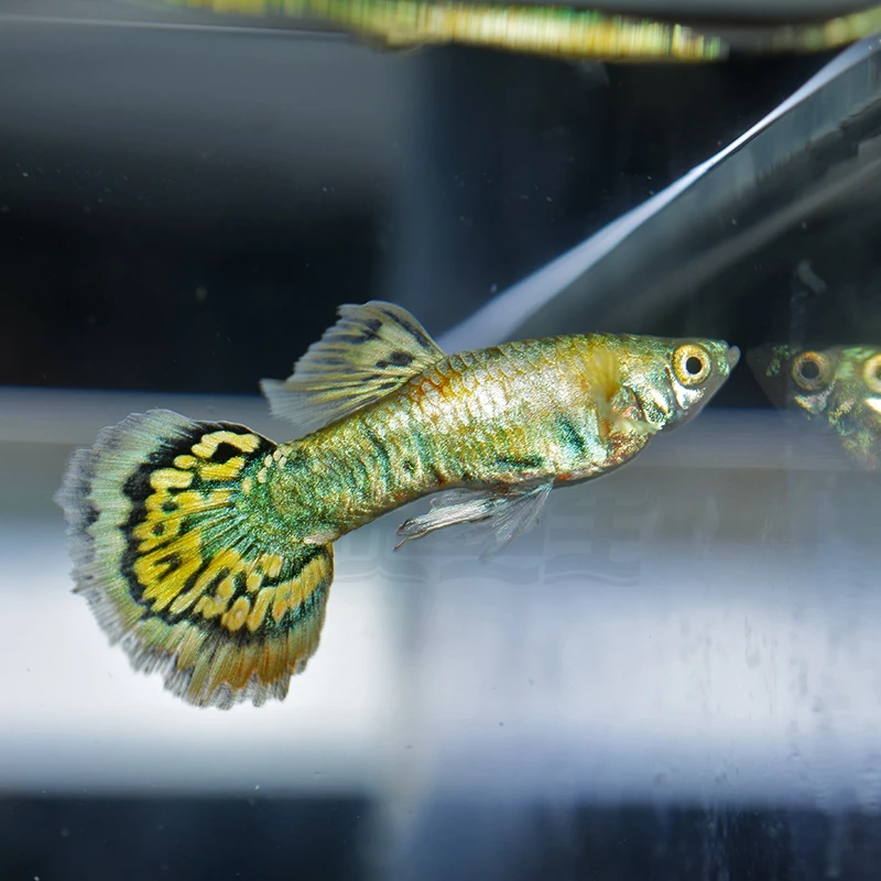 花老虎孔雀鱼2-3厘米观赏鱼