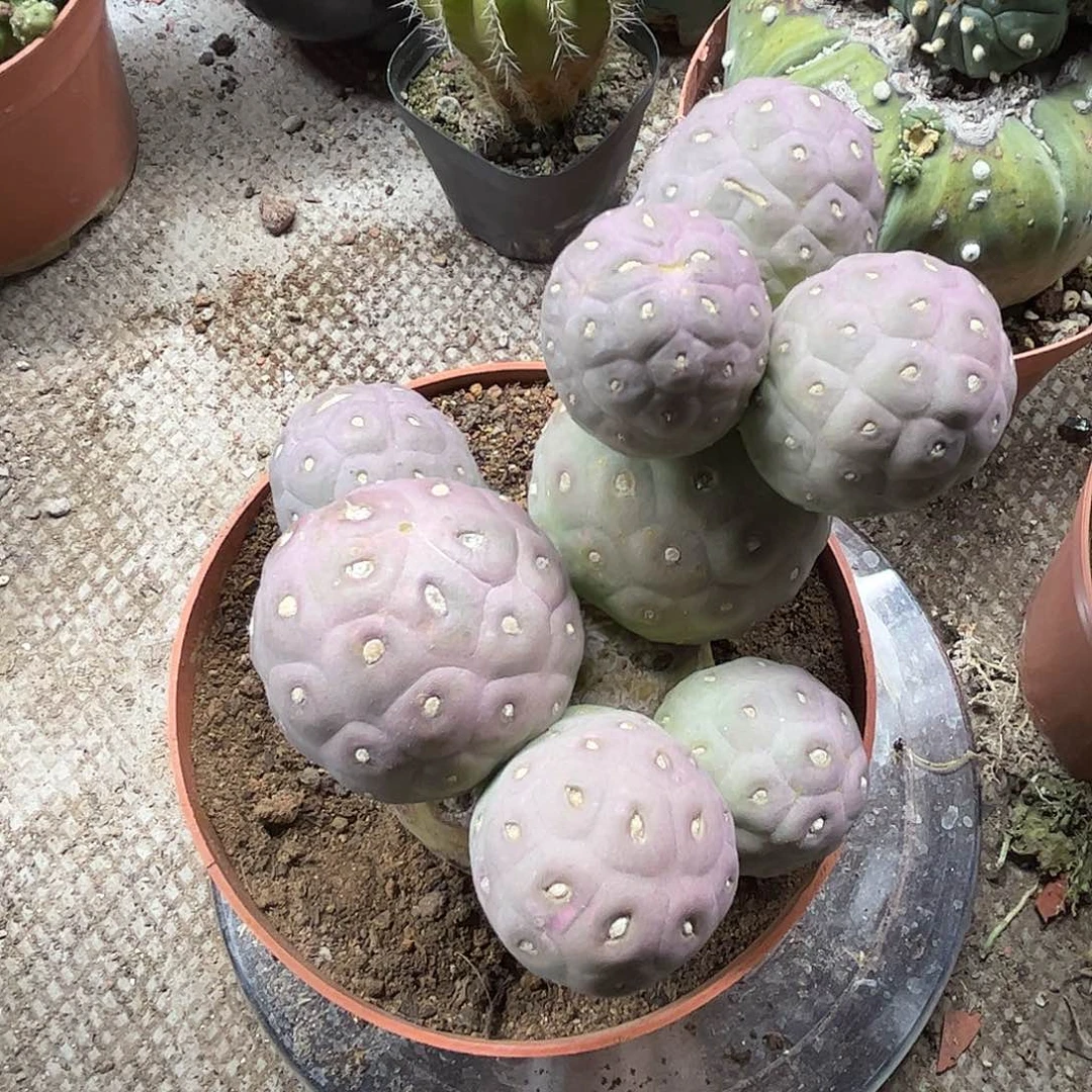 珊***珊无花朵习字也群生一群