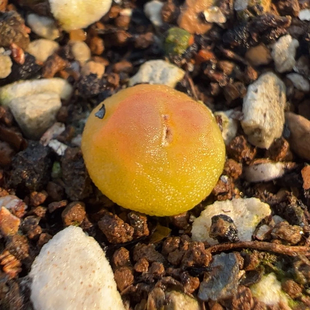 特价拉登多肉植物1