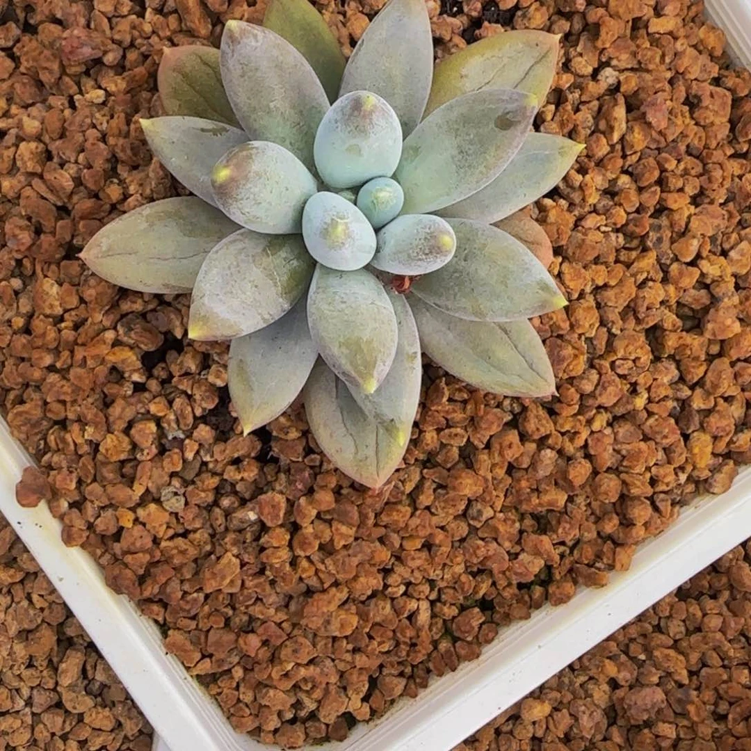 无花朵柚***姐c4，哥特单头