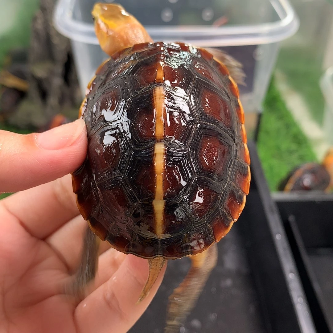 公母搭配宠物龟穿****猫皖南安缘