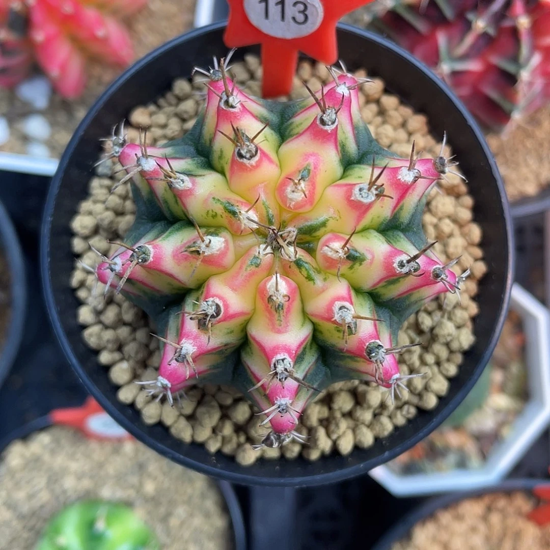 1-113花蝴蝶4.7厘米