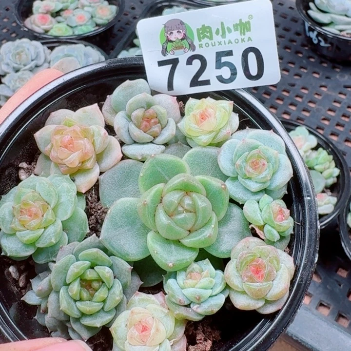 多肉植物多肉植物
