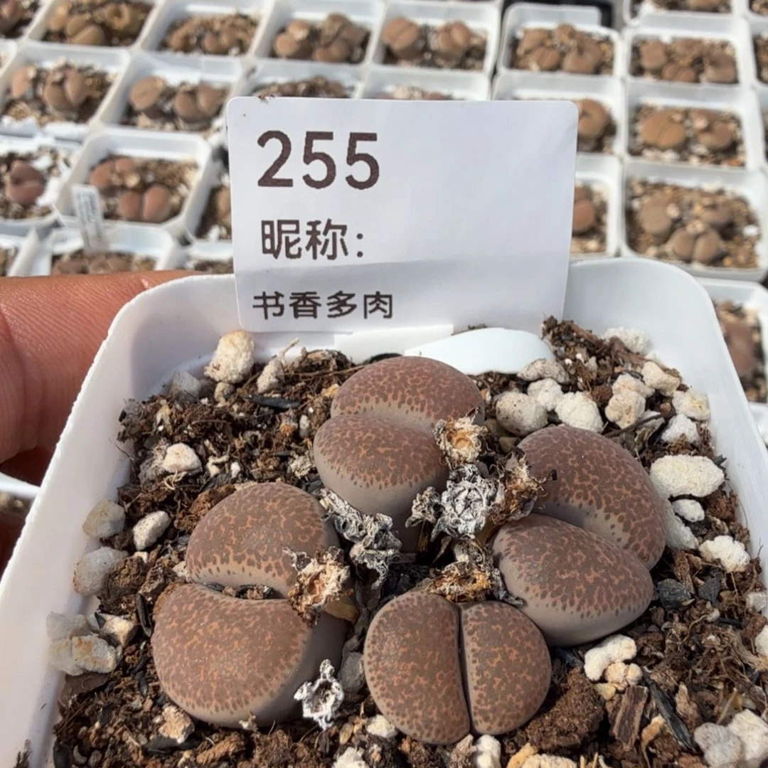 多肉植物多肉植物多肉植物