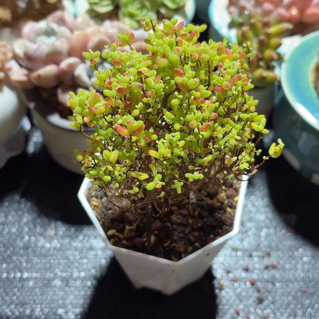 蜜桔糖球多肉9㎝盆